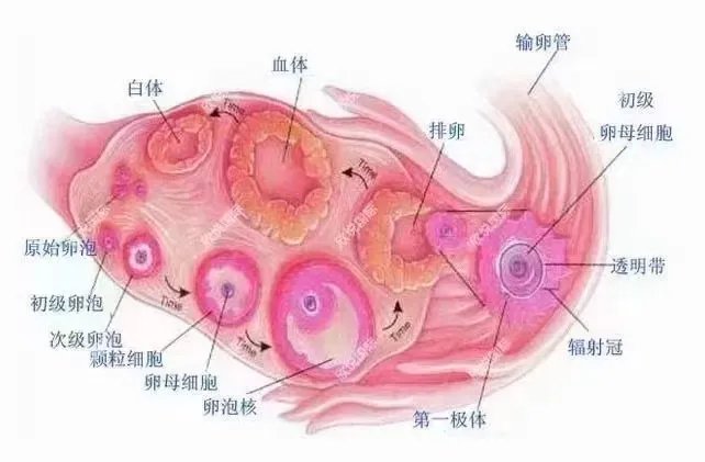 供卵试管生个男孩-2021年生男孩的月份有哪些生男孩的方法