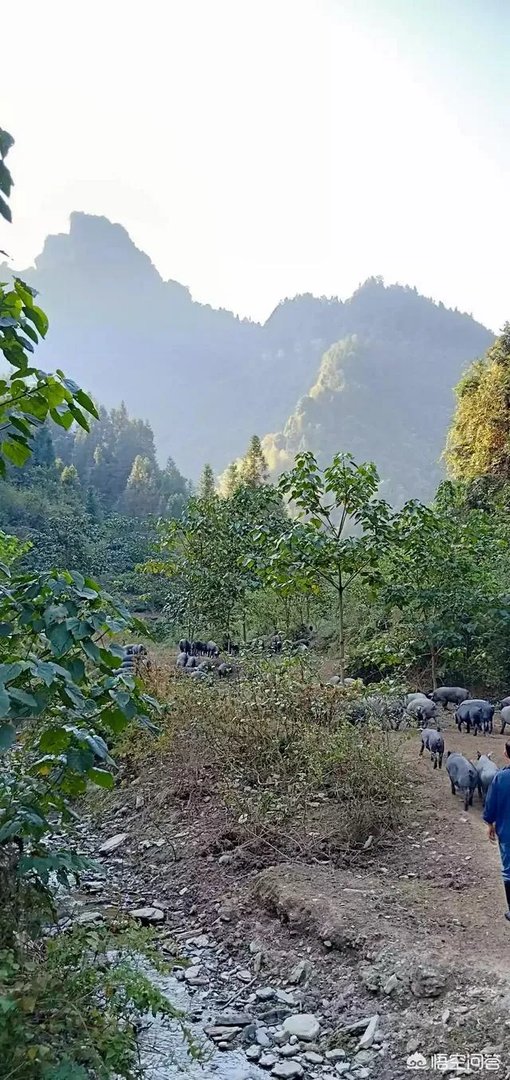 黑猪价格