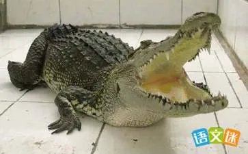 鳄鱼的故事