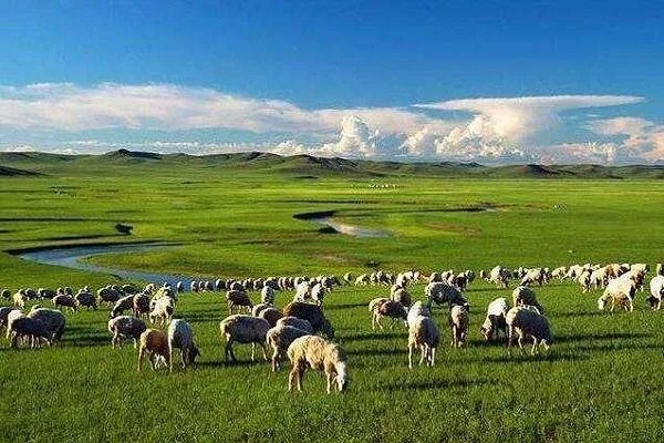 大妈闹市放羊啃食绿化带是怎么回事?