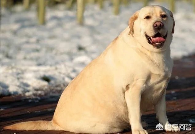 拉布拉多犬是万能犬,为什么很多人想养却不敢养?