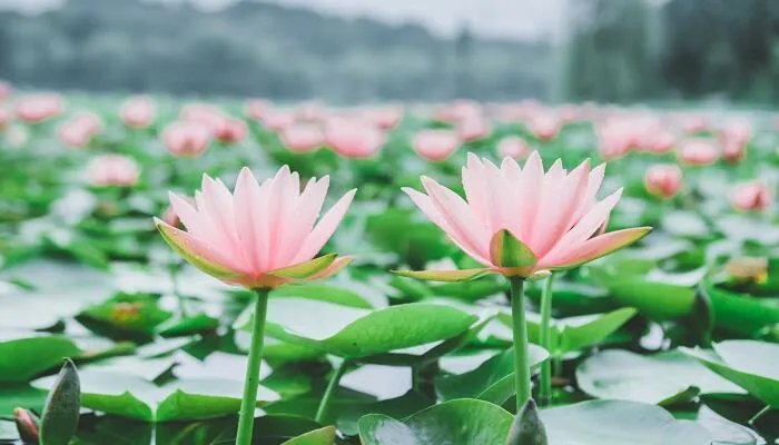 夏天有哪些花开 夏天开花的有哪些