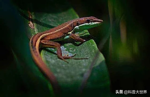 壁虎科的介绍?