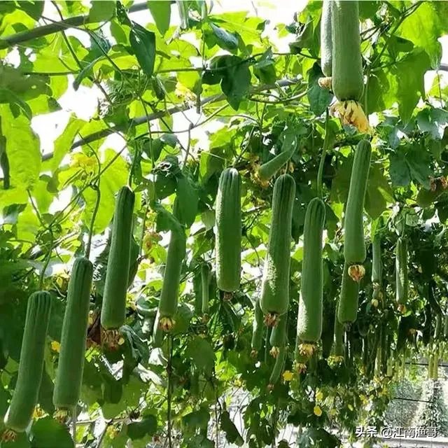 持续高温对丝瓜种植有什么影响?