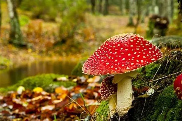 世界十大致命毒蘑菇:焦脚菌上榜,死亡帽毒性最大