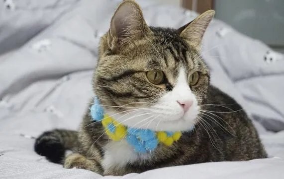 为什么猫咪能像液体一样缩在小盒子里 小猫为什么能像液体一样