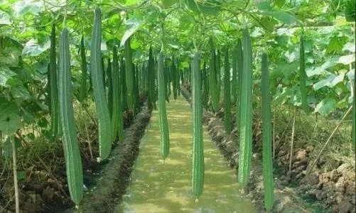持续高温对丝瓜种植有什么影响?