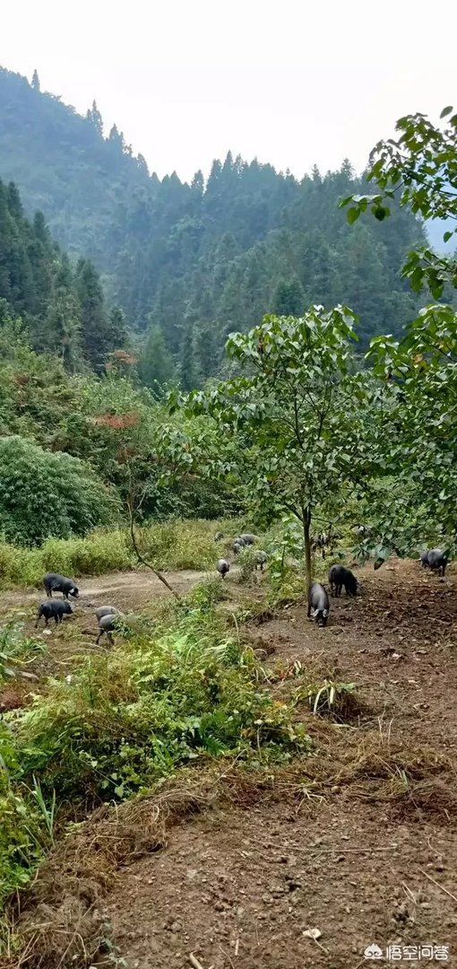 黑猪价格