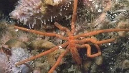 巨型海蜘蛛:极地巨大症腿长25厘米(图)