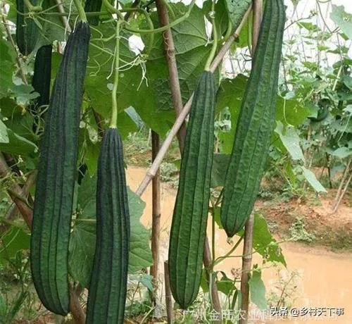 持续高温对丝瓜种植有什么影响?