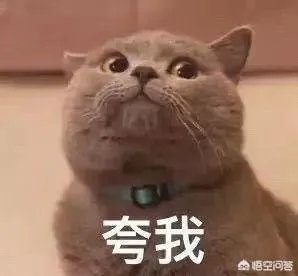 为什么中国是龙图腾不是凤图腾?