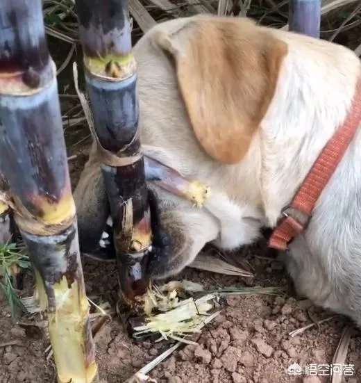 拉布拉多犬是万能犬,为什么很多人想养却不敢养?