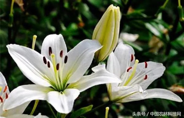 怎么种植百合花？