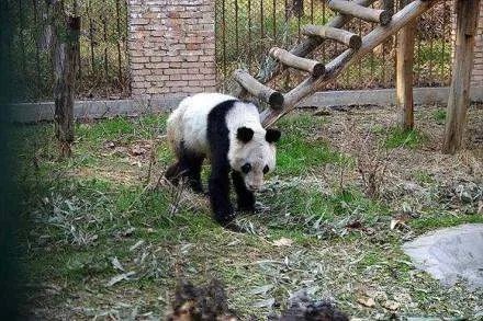 旅美熊猫瘦骨嶙峋,官方对此有何回应?