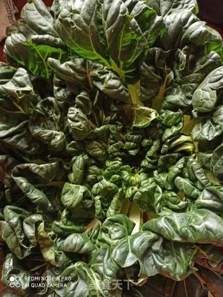 素炒塌菜