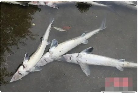 养殖场万余条中华鲟一夜全部死亡查出原因了吗?