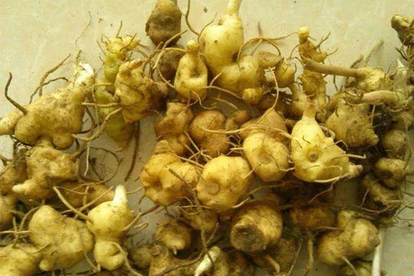 云南十大名贵药材,何首乌只能垫底,第三被称为仙草