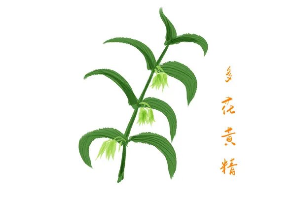 黄精的功效与作用及食用方法