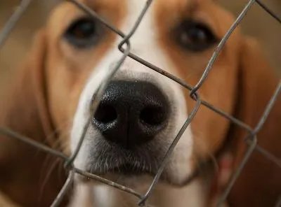 老人惨遭恶犬围攻
