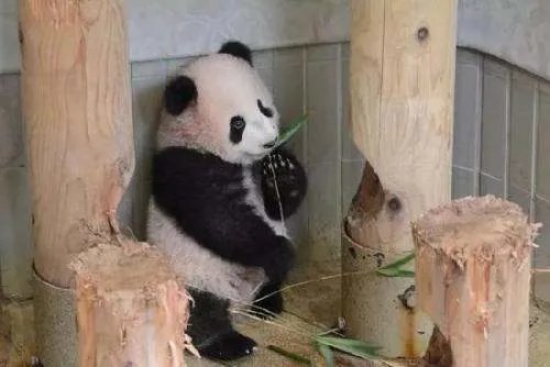 旅美熊猫瘦骨嶙峋,官方对此有何回应?