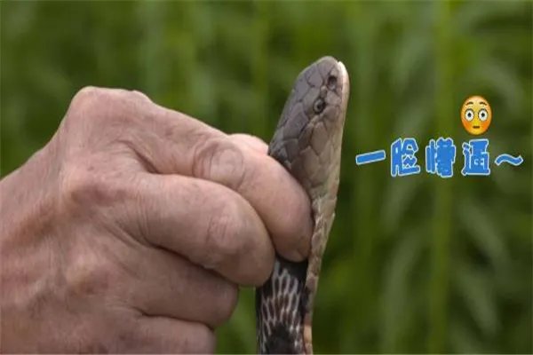 蛇的七寸是指什么部位 只是一个大致位置(不明确)