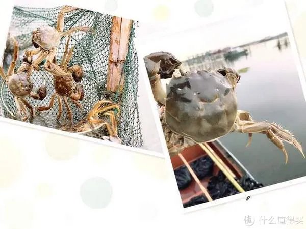 为什么阳澄湖大闸蟹有名?去阳澄湖吃大闸蟹哪家好