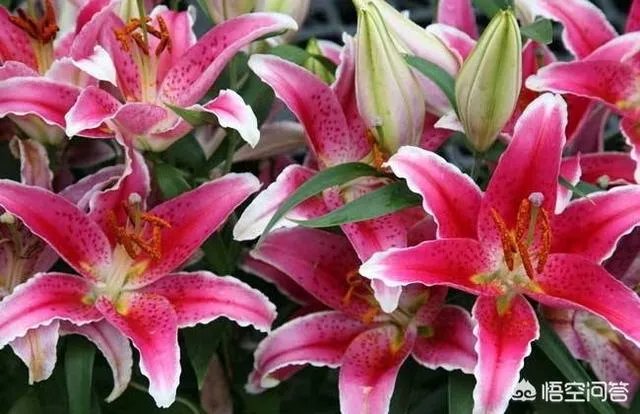 怎么种植百合花？
