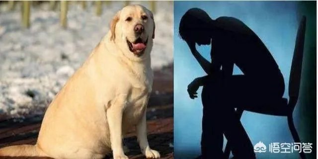 拉布拉多犬是万能犬,为什么很多人想养却不敢养?