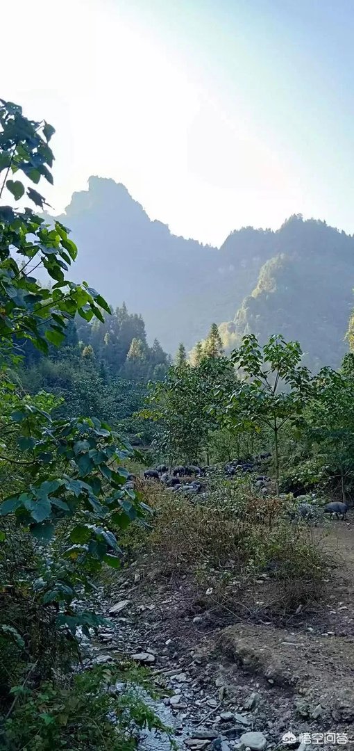 黑猪价格