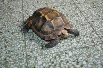 麒麟龟