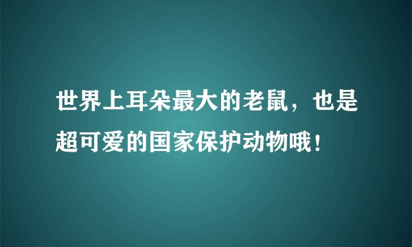 世界上耳朵最大的老鼠，也是超可爱的国家保护动物哦！