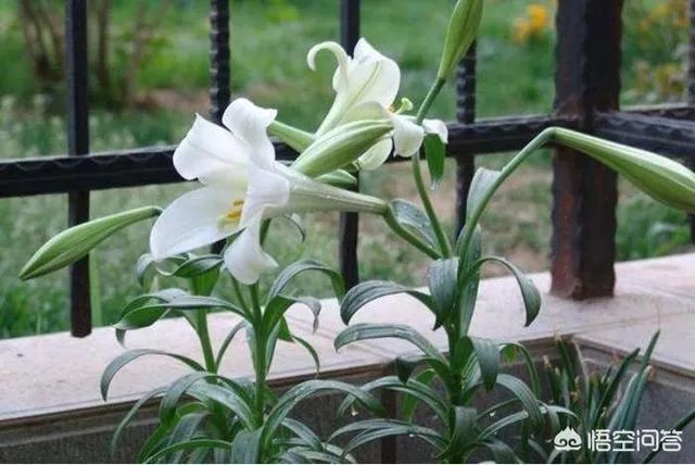 怎么种植百合花？