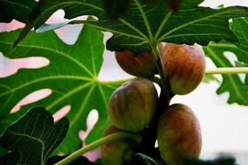 在庭院中适合种植什么树呢?