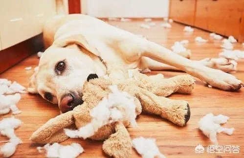 拉布拉多犬是万能犬,为什么很多人想养却不敢养?