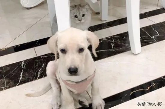 拉布拉多犬是万能犬,为什么很多人想养却不敢养?