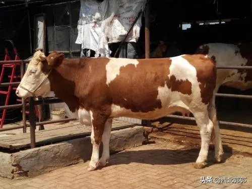如何科学养牛?