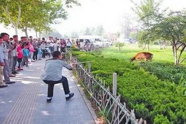 大妈闹市放羊啃食绿化带是怎么回事?