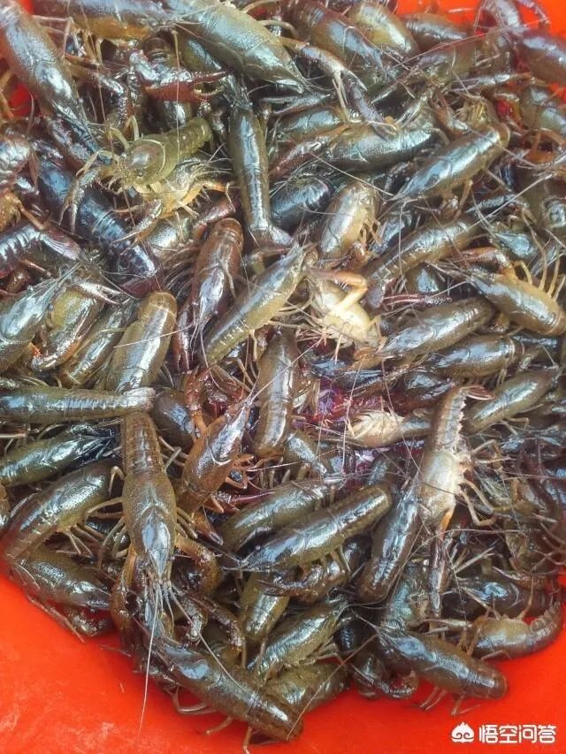 如何选择小龙虾的种苗？