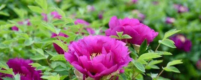 花落花开自有时原文 花落花开自有时原文及译文