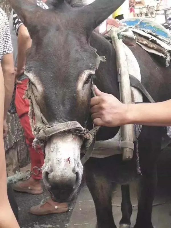 驴被咬受惊踢奥迪最后怎么处理？