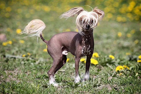世界上十大最丑的狗 墨西哥无毛犬腿细短皮肤皱巴
