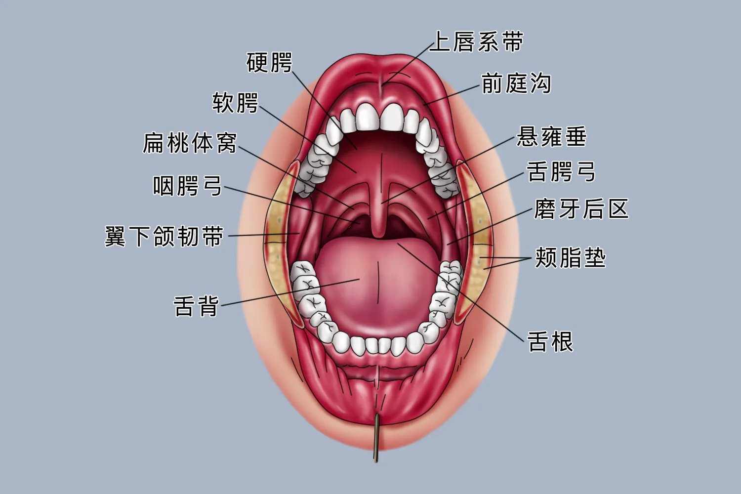 口腔解剖图