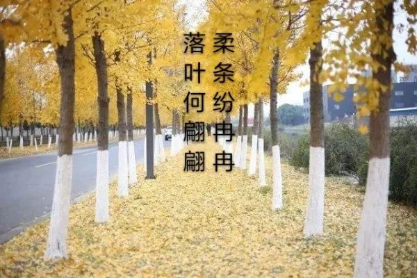 冉冉的意思