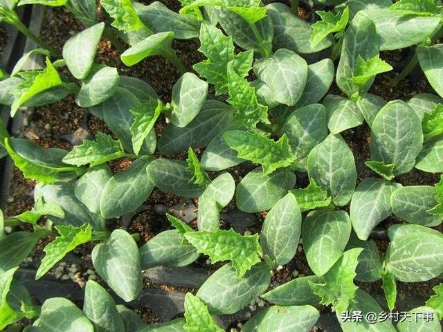 持续高温对丝瓜种植有什么影响?
