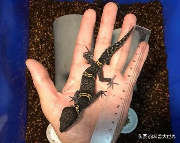 壁虎科的介绍?