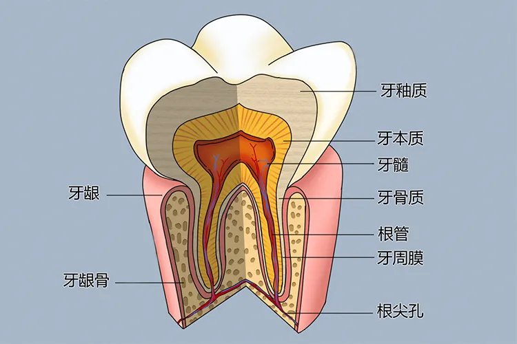 牙的结构图及名称图片