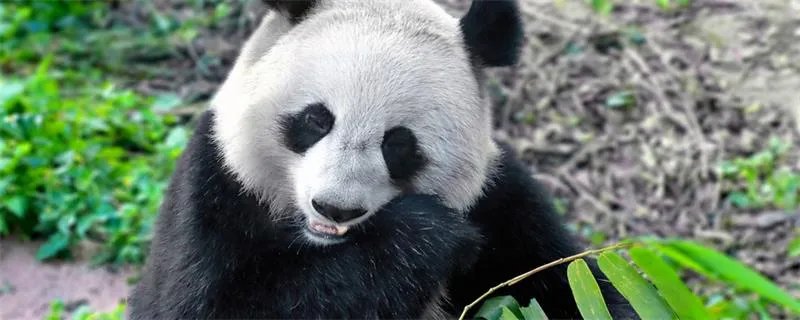 大熊猫的生活