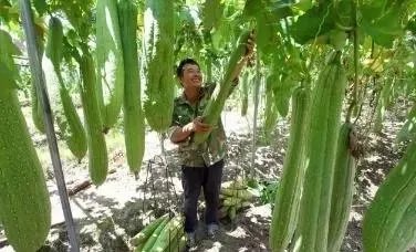 持续高温对丝瓜种植有什么影响?
