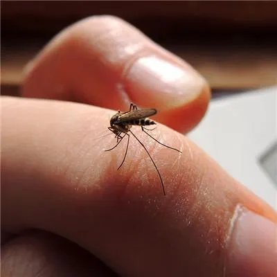 蚊子叮咬会出现什么症状?