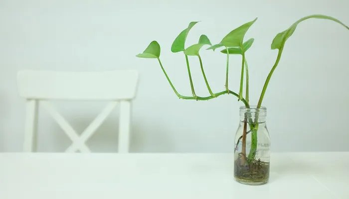 绿萝花语 绿萝花语是什么